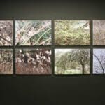 In Full Bloom Exhibition – Experiences