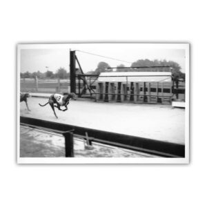 'Greyhound Racing at Dunmore Stadium' Postcard